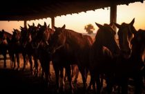 cavalos quarto de milha na fazenda gruta azul