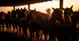 cavalos quarto de milha na fazenda gruta azul