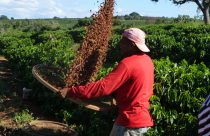 colheita cafe feita por trabalhador rural