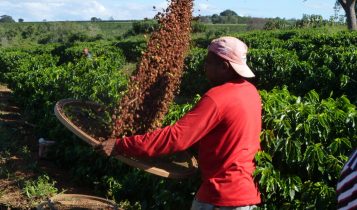 colheita cafe feita por trabalhador rural