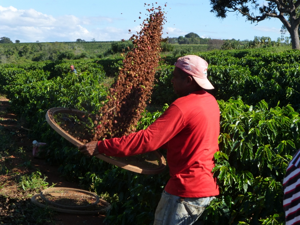 colheita cafe feita por trabalhador rural