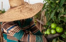 colheita do tomate verde - trabalhador rural
