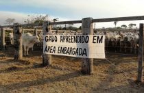 gado apreendido em ara embargada