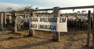 gado apreendido em ara embargada