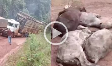 ‘Atoleiros, mortes e prejuízos’: Realidade dos pecuaristas no Mato Grosso