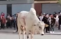 gado vivo exportado para marrocos