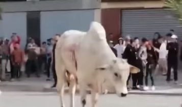 gado vivo exportado para marrocos