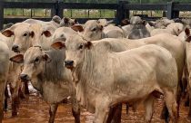 garrotes nelore no curral - esperando avaliacao