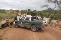 ibama sobre gado embargado no amazonas