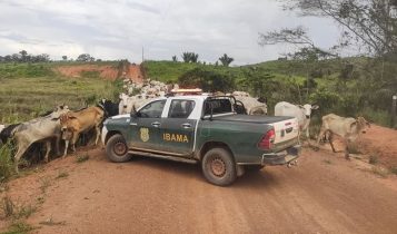 ibama sobre gado embargado no amazonas