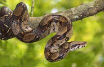 jiboia - especie da fauna brasileira