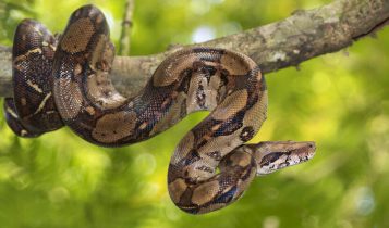 jiboia - especie da fauna brasileira
