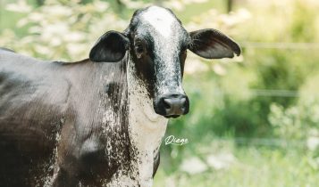 Raça Gir: Descubra as vantagens que transformam o manejo em lucro