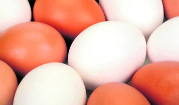 ovos