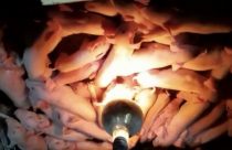 Em caso raro porca dá à luz a 41 leitões