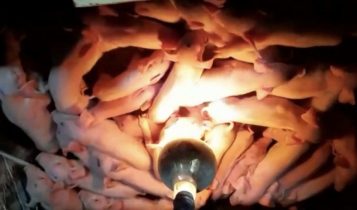 Em caso raro porca dá à luz a 41 leitões