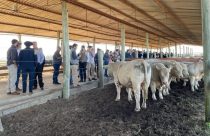 prova de desempenho de reprodurores da raca charoles