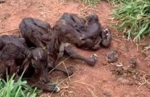 Nascimento raro de quadrigêmeos de vaca Gir impressiona; vídeo