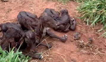 Nascimento raro de quadrigêmeos de vaca Gir impressiona; vídeo