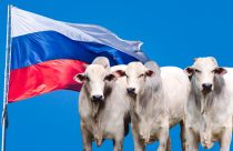 frigoríficos para a rússia