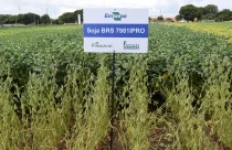 soja-BRS