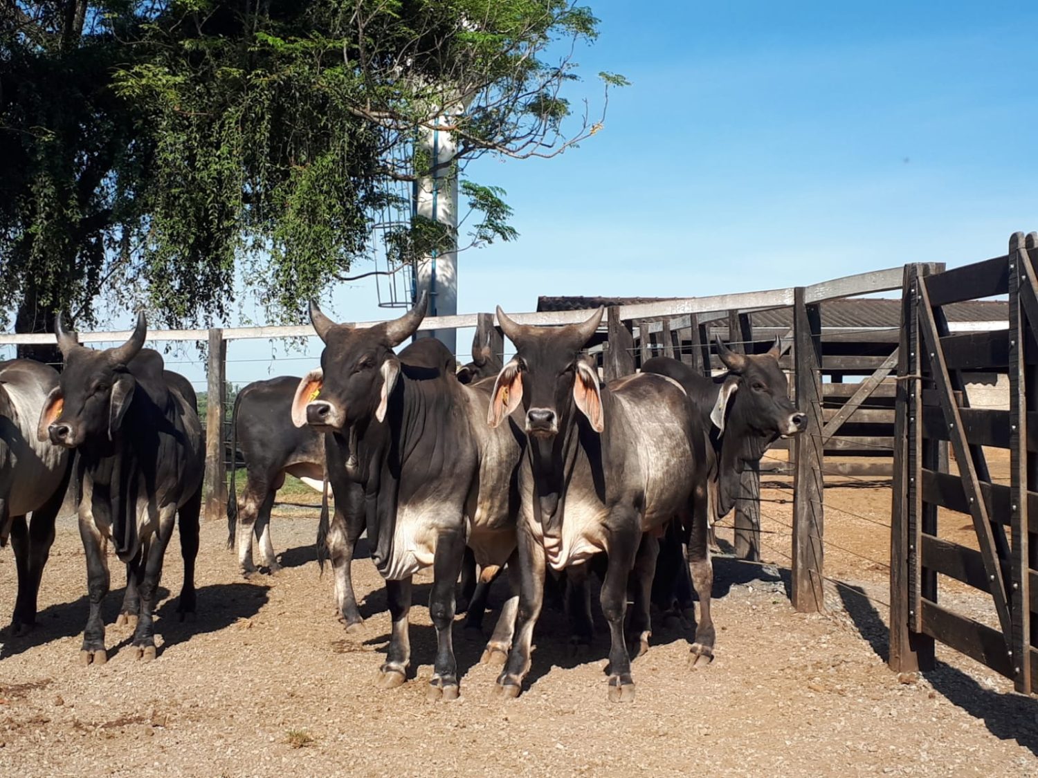 Tourinhos com 27 meses e 636 kg de peso / Foto: Guzerá do Império