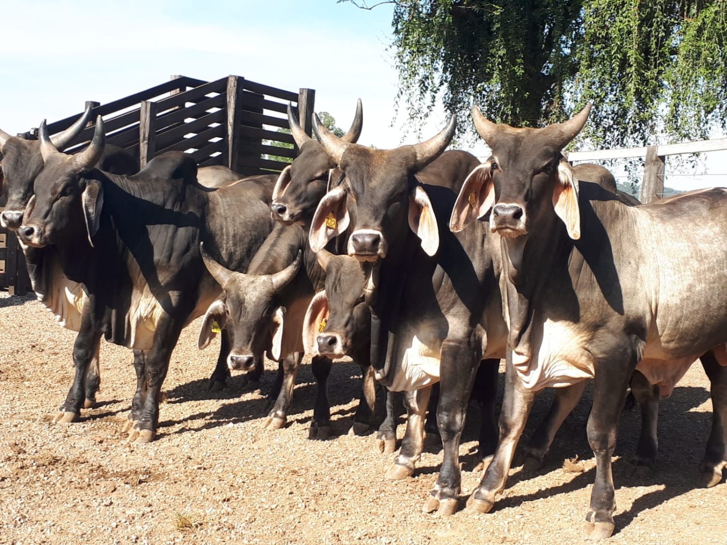 Tourinhos com 27 meses e 636 kg de peso