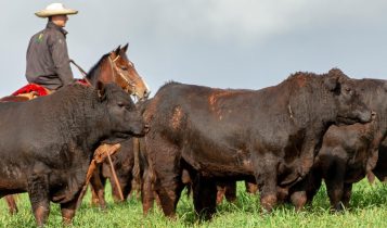 touros angus - angus rio da paz
