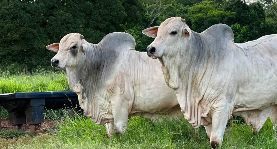 touros nelore po a campo - fundo mata floresta