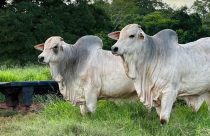 touros nelore po a campo - fundo mata floresta