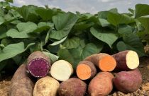Variedades de batata-doce desenvolvidas pela Embrapa