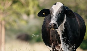 Criação de gado em sistema intensivo, é a mais lucrativa?