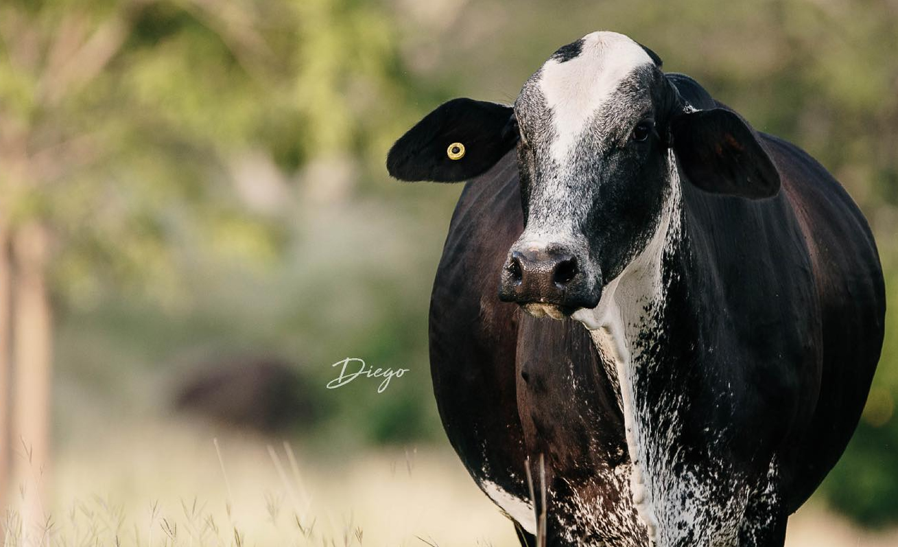 vaca prenha da raca girolando – Novo produto aumenta a taxa de prenhez do gado leiteiro na IATF