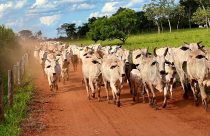 vacada-nelore-na-estrada-comitiva-bezerros-vacada-de-cria