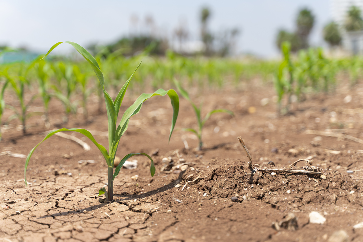 agro brasileiro 2023