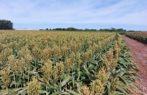 Sorgo vira aposta para revigorar pecuária em solos do Arenito Caiuá