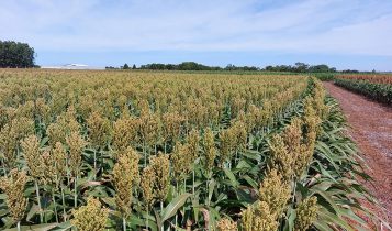 Sorgo vira aposta para revigorar pecuária em solos do Arenito Caiuá