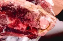 Mais de 1 ton de carne e 1.100 ovos impróprios para consumo são apreendidos