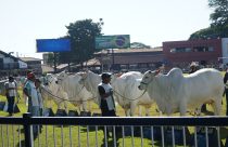 ACNB-Os-melhores-da-raca-Nelore-na-88-Expozebu-em-Uberaba-foto-ABCZ