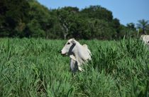 Andropogon gayanus BRS Sarandi