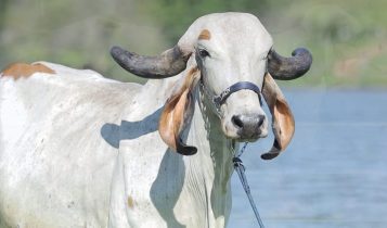 BASA 749 - BLOGUEIRA FIV DO BAS - matriz gir leiteiro 2