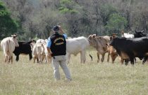 Brasil avança no programa de vigilância para a febre aftosa
