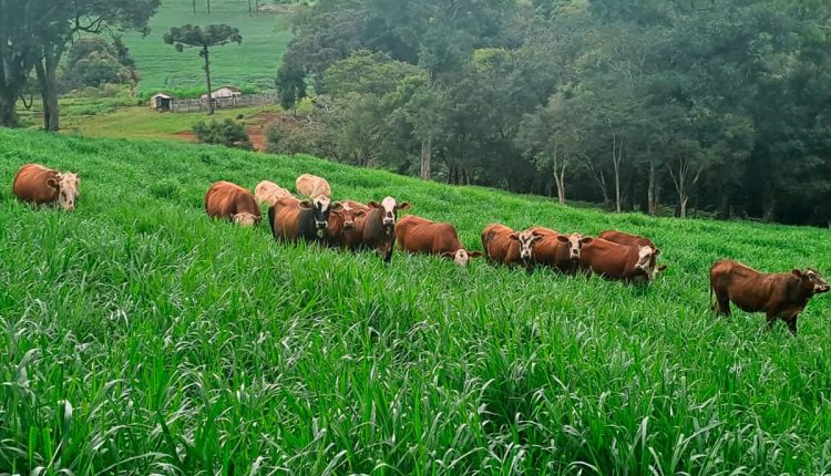 Capim Dunamis - alternativa para o combate da fome na África