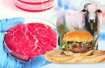 Carne cultiva em laboratório polui até 25 vezes mais que o boi no pasto