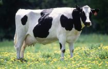 vaca produz insulina