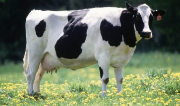 vaca produz insulina