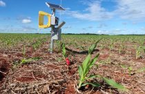 Detecção automatizada de pragas é nova aliada do produtor rural
