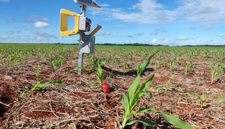 Detecção automatizada de pragas é nova aliada do produtor rural