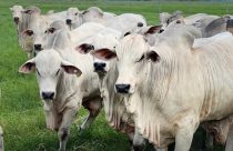 Fazenda-Camparino-gado-nelore