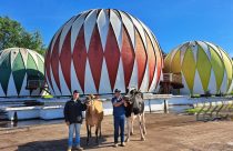Primeiros animais chegam para a Fenasul Expoleite